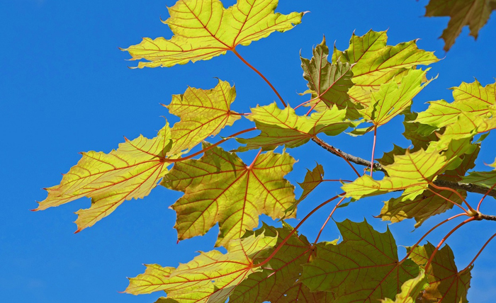 【萊沃醫(yī)療：知識(shí)分享】今日處暑，這份健康攻略請(qǐng)收好