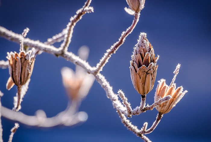【萊沃醫(yī)療：知識分享】今日霜降，準備一下，要過冬了！