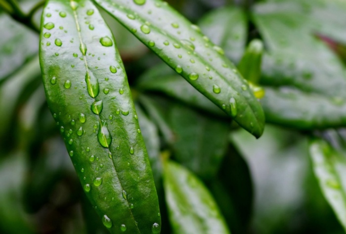 【萊沃醫(yī)療：知識分享】抓住雨水時節(jié)，養(yǎng)出春日好身體
