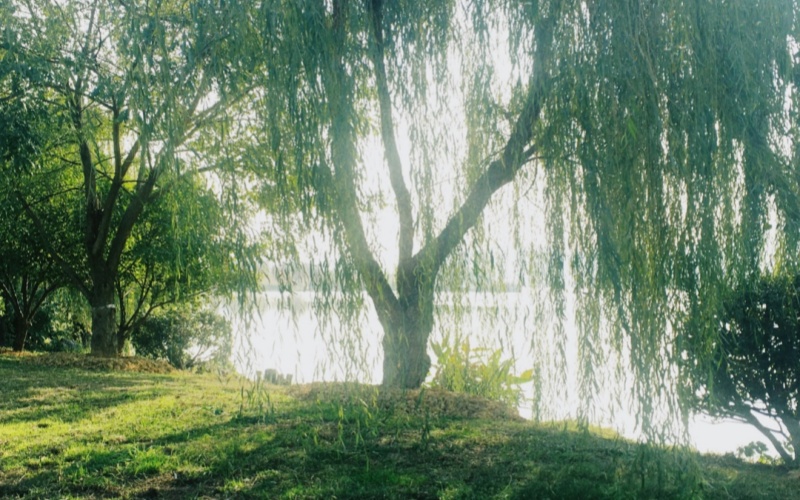 【萊沃醫(yī)療：知識分享】又到一年柳絮紛飛時，你還好嗎？