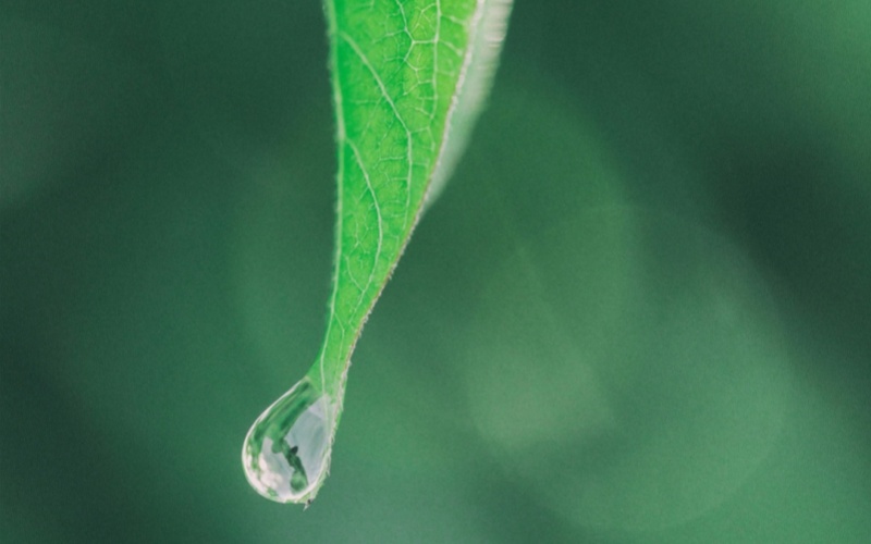 【萊沃醫(yī)療：知識分享】白露：對詩人是詩意，對皮膚是“敵意”